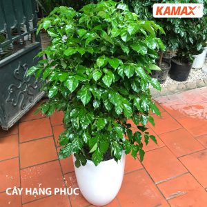 Cay-hanh-phuc